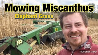 Cutting Miscanthus (aka elephant grass )