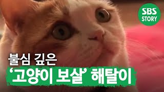 불심 깊은 ‘고양이 보살’ 해탈이 I TV동물농장 (Animal Farm) | SBS Story