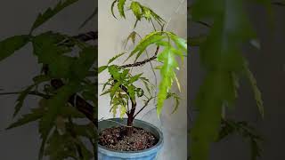 নিম বনসাই | How to care neem bonsai