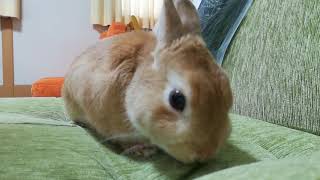 イタリアンライグラス(乾燥)牧草大好きなモイ🐰　【うさぎ🐇】ネザーランドドワーフ