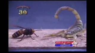 FRELON GÉANT JAPONAIS VS SCORPION MAROCAIN (combat d'insectes)