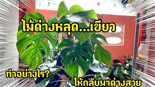 ไม้ด่างหลุดเขียวทำอย่างไร