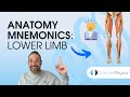 Learn Anatomy: Lower Limb Anatomy Mnemonics and Memory Aids | Anatomy Made Easy