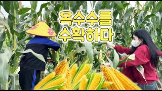 베트남에 땅 좀 있다는 엄마 과여 그땅에는 무엇이있을까요? 시골이야기 #베트남 #베트남여자 #베트남여행 #베트남국제결혼 #국제결혼 #여행 #시골 #농사 #농사