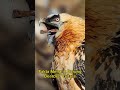 fakta menarik ❗ burung pemakan tulang bearded vulture