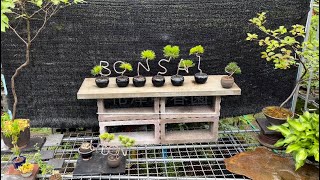 花澤明春園に行ってきました！  【盆栽#33】  I went to bonsai garden