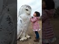 the owl loves to be petted