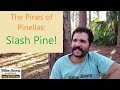 Florida Native Plants: Slash Pine