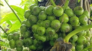 😲 AMAZING TIBIG FRUITS