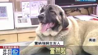 高加索獒犬咬死雪納瑞 獒犬飼主遭起訴