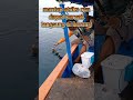 mantap dapat banyak mancing shorts gokil viral