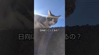 隣の猫ちゃん日向ぼっこ #子猫 #保護猫 #ねこのいる生活