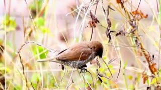 斑文鳥 (scaly-breasted munia; シマキンパラ)