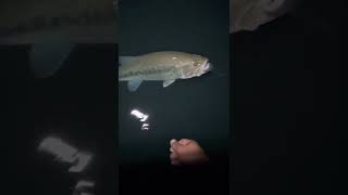 TIPS FOR NIGHT TIME BASS FISHING (READ DESCRIPTION !)