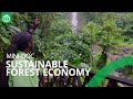 Sustainable Forest Economy: In Dominica, Nature Holds the Keys to a Resilient Future