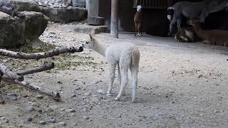 アルパカの赤ちゃん Baby Alpaca 2016 0910