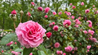 The Grand Garden Tour of Roses | 2025! 🌹💕🌙🧚🏻
