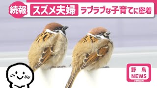 【野鳥NEWS】スズメ夫婦の子育てや子スズメ達の巣立ちの様子。元気な子スズメ達が誕生・成長していき、巣立ちの後は、ゆっくりスズメ夫婦の時間を過ごしています。 [野鳥観察、コンデジで野鳥撮影]