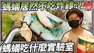 螞蟻居然不吃炸雞！？螞蟻吃什麼系列開啟！｜勿以類俱Noentry