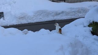 厳寒の中、雪の上を歩く猫