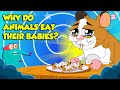 Strangest Animal Fact | Why Do Animals Eat Their Babies? | Filial Cannibalism | Dr. Binocs Show