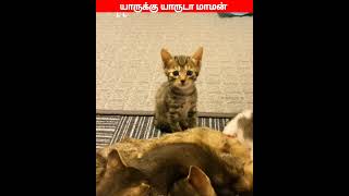 😂🐕🐈ஹய்யோ நா எங்க போய் சொல்லுவ... எப்டி சொல்லுவ..😂🐕#comedyvideos#viral #trending #funnyanimal #videos