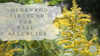 Making a GOLDENROD TINCTURE for FALL ALLERGIES | Fall Apothecary 2020 Series