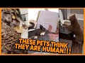 These Pets Think They Are Human! 😂 #compilation | PAWSOME PETS