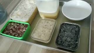 How to made tempeh Ep. 1 การแช่ถั่ว และต้มถั่ว