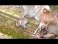 Mom Tara  very angry baby, she run to bite monkey and fight baby Tia #monkey