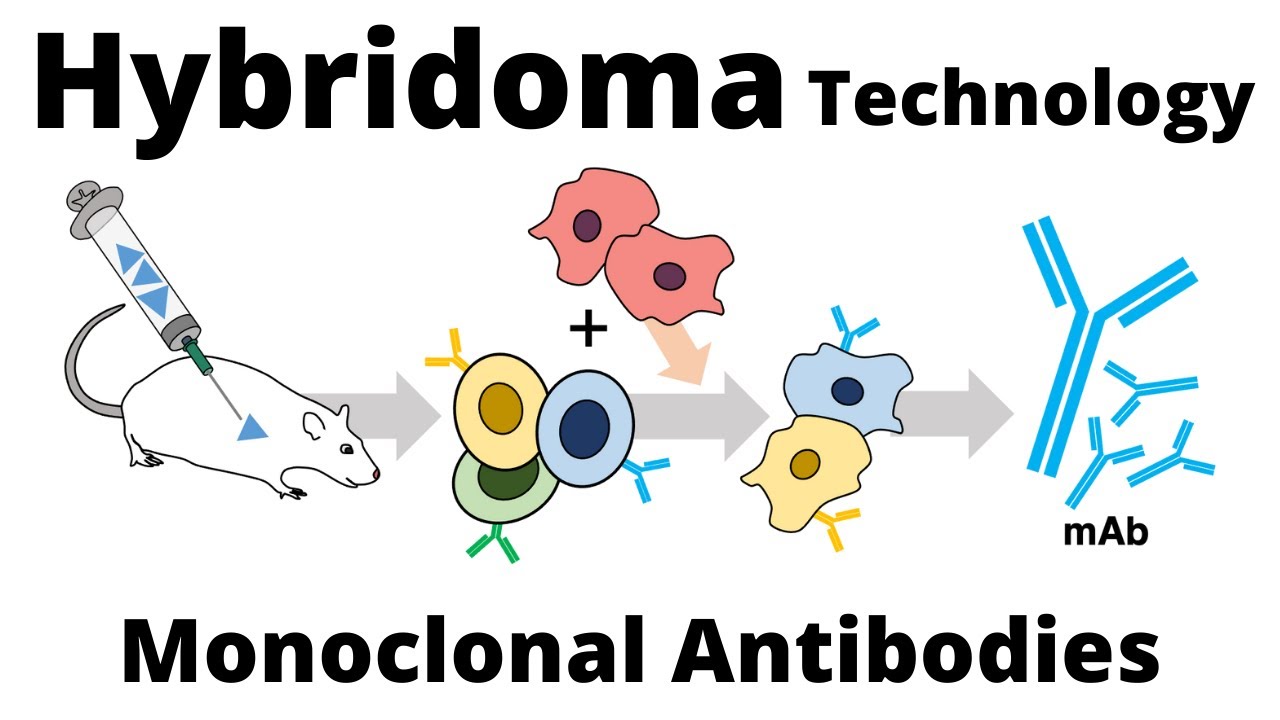 Hybridoma Technology For The Production Of Monoclonal Antibodies - YouTube