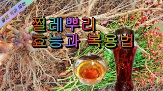 찔레뿌리의 효능! 노화방지, 중풍, 건망증,사지마비에 좋은 약초. 변비, 신장보호, 간염, 항암작용,  당뇨에 좋은 약초!