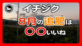 【イチジク栽培】8月の追肥　（液肥がいいね）