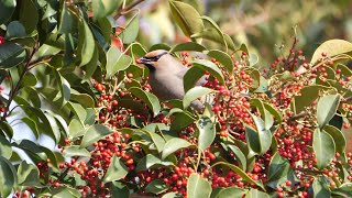 平塚のヒレンジャク　その９（4K60P動画）