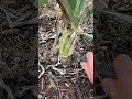 growing new leeks from old kitchen scraps gardeningtips lifehacks