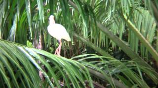 Costa Rica - White ibis and Purple gallinule