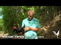 Manuel Varela y sus gallos pava