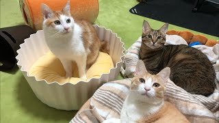 猫達と大運動会をしたいなと思う次第でございます