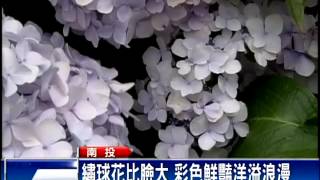 清涼養生杉林溪 繡球花爭豔－民視新聞