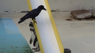 奇襲！をかけるペンギン　 ペンギンVSカラス　おたる水族館　Penguin VS Crow Penguin making a surprise attack