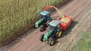 Chopping and feeding corn!