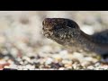 Yr 8 Wk1 L2 Persistence Iguana chased by snakes   Planet Earth II  Islands   BBC One