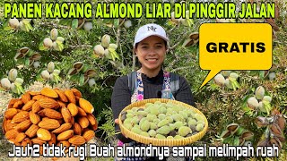 PERTAMA PANEN KACANG ALMOND ORGANIK GRATIS DI PINGGIR JALAN DAPAT MELIMPAH RUAH