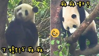 圓寶睡醒，下樹找圓圓|熊貓貓熊The Giant Panda Yuan Yuan and Yuan Bao|台北市立動物園