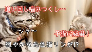 #2:飼い主ビックリ⁉︎穏やかな先住猫だと思ってたのに…