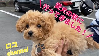 マルプー　ロコchannel Ep3 愛犬の駅に行ってきました！