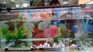 Kids fish, Lovely fish, Red fish with beautiful flower, Red Lorhan fish