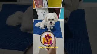 dragon fruit with mango #dogoftiktok #dogofinstagram #dogofyoutube #malteseworld #shihtzu