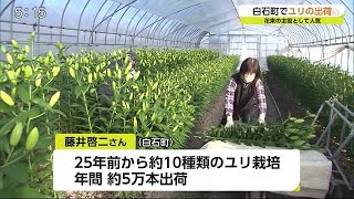 10種類5万本のユリ出荷【佐賀県】 (20/12/03 18:07)