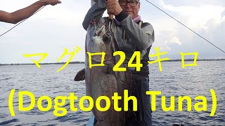 マグロ24キロ（Dogtooth Tuna）